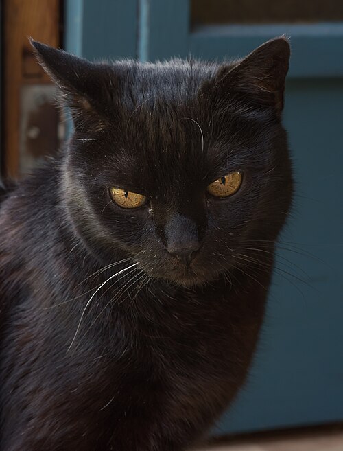 Pepper, sample cat profile