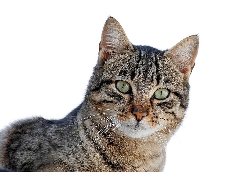 Luna, sample cat profile