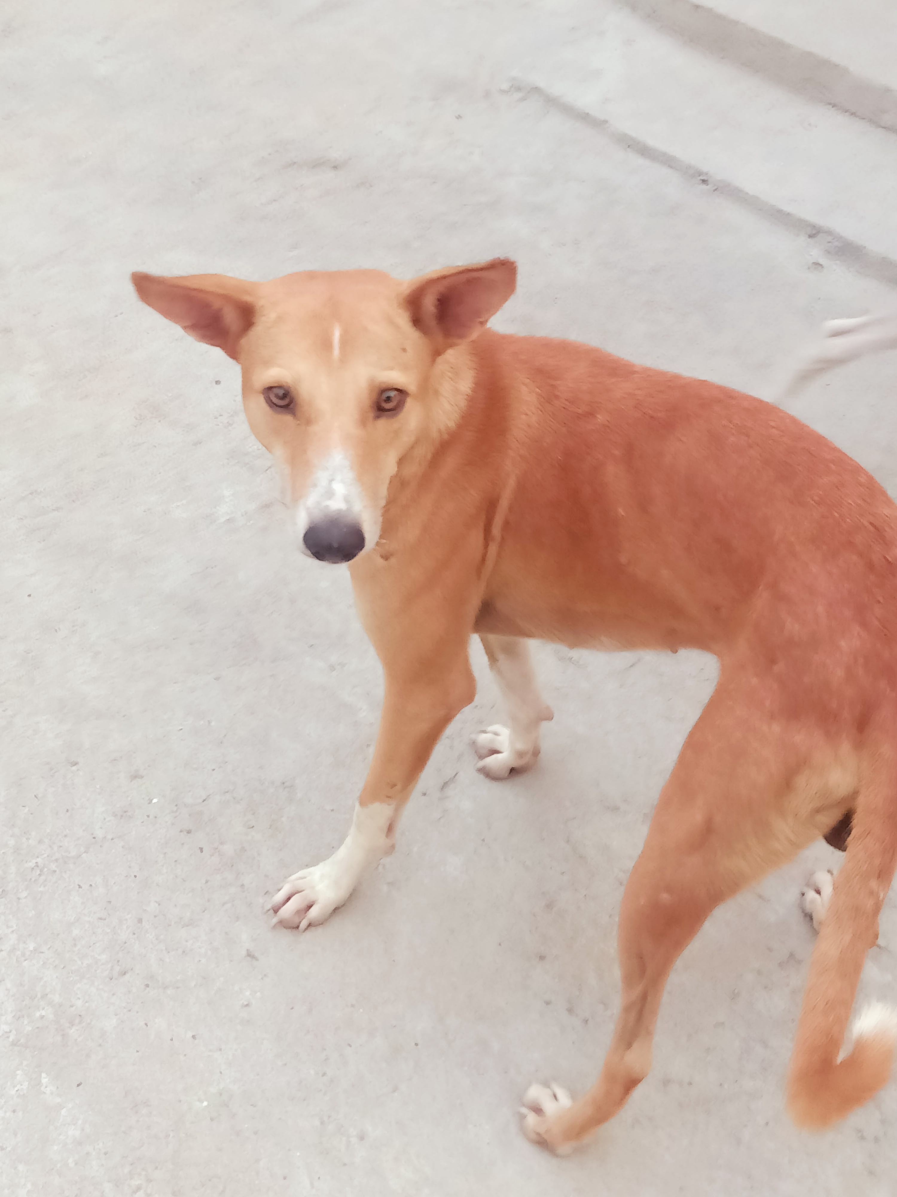 Milo, sample dog profile