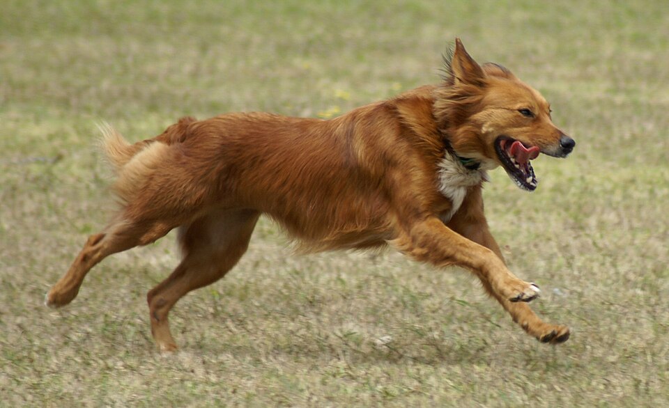 Illustrative dog photograph for a sample happy-home story
