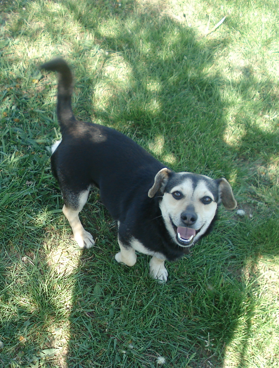 Tara, sample dog profile