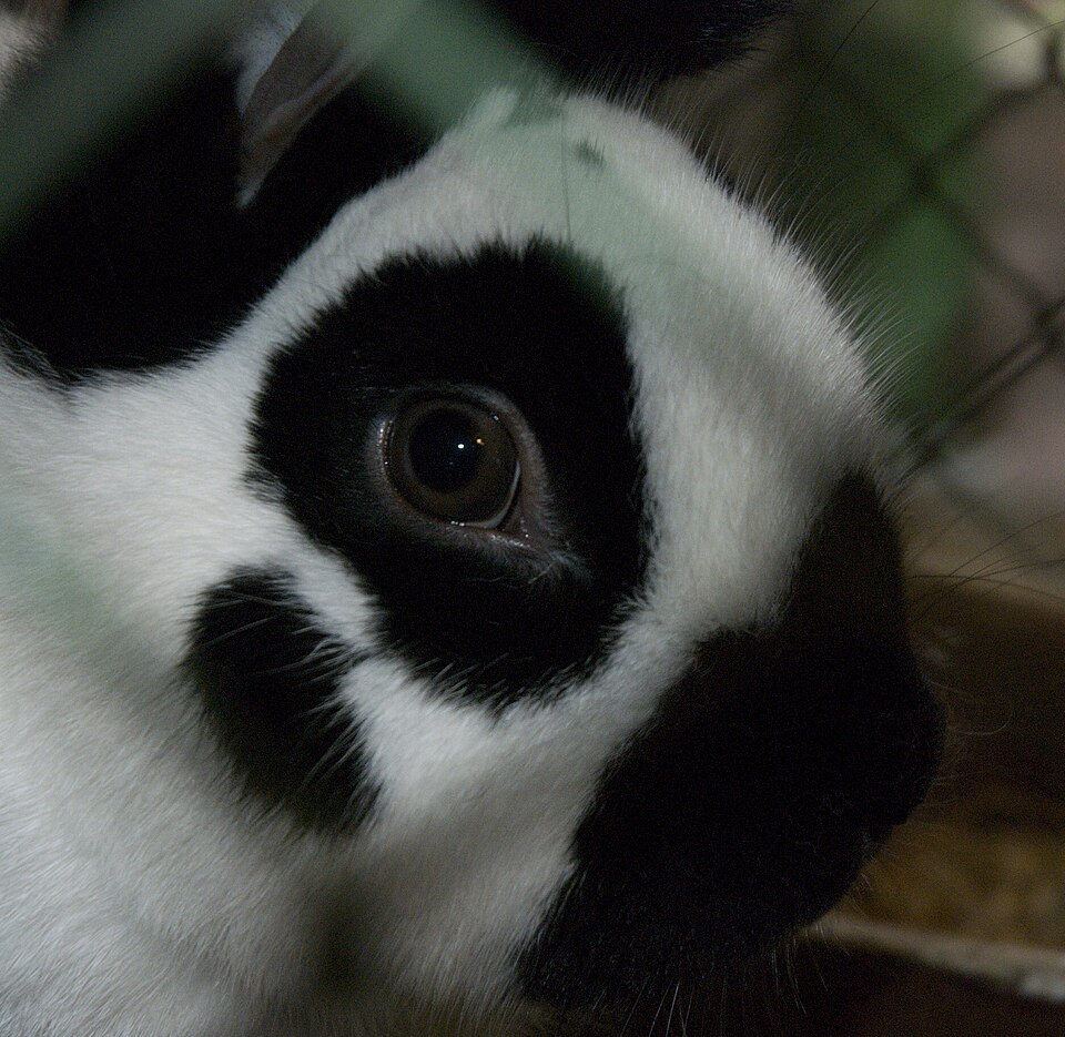 Biscuit, sample rabbit profile